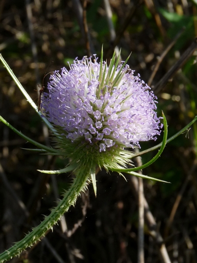 {Dipsacus fullonum}